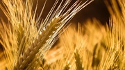 Продам пшеницу урожая 2013 года