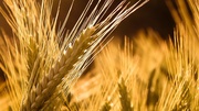 Продам пшеницу мягкую 3 класс.