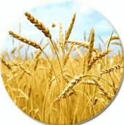 Пшеница высокого качества всех сортов